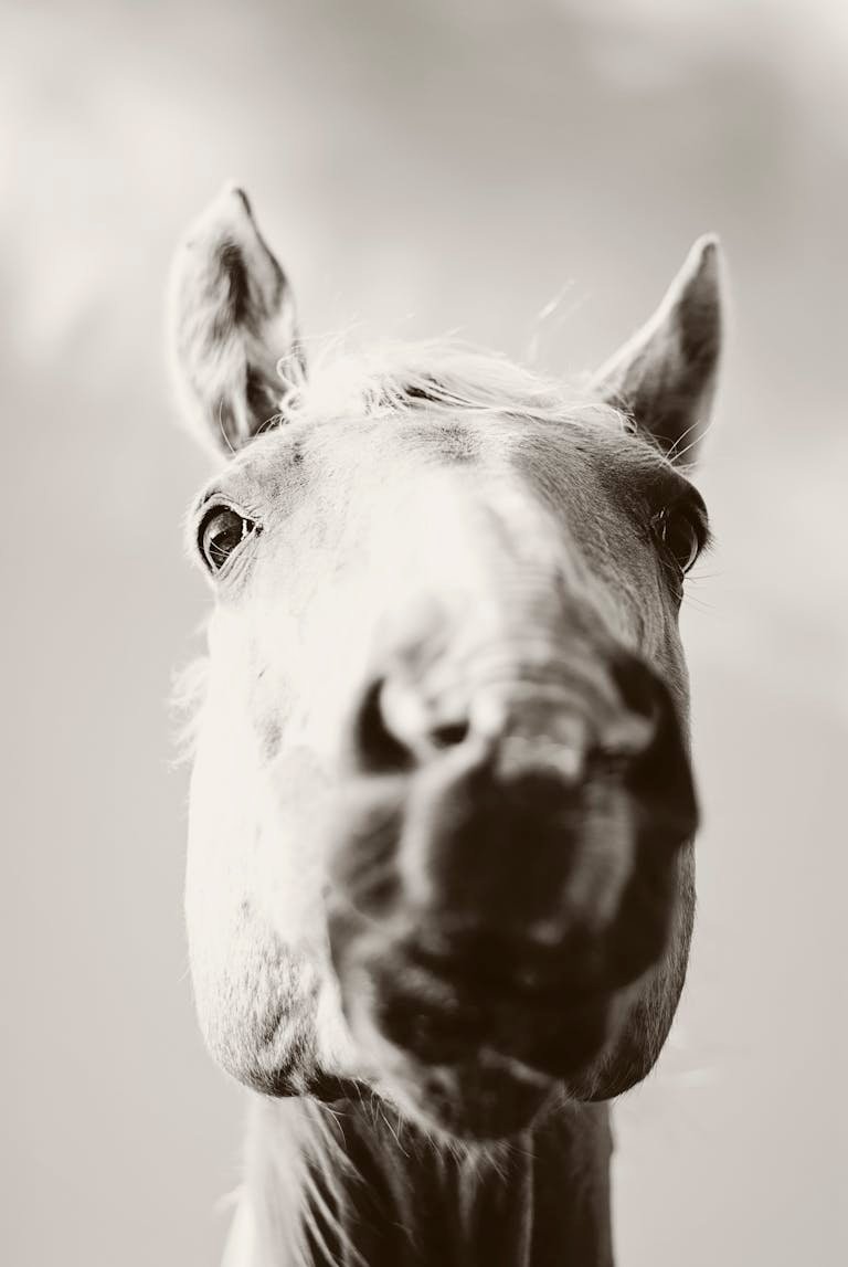 A striking monochrome portrait capturing the detailed features of a horse's face up close.